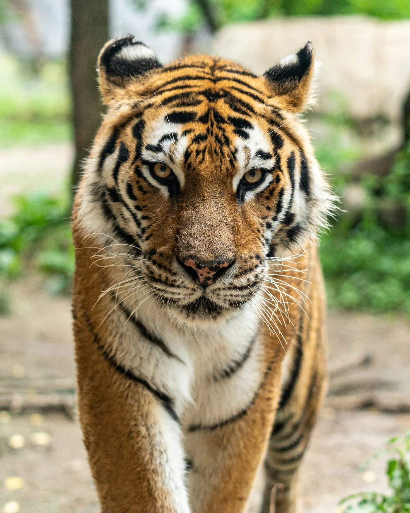 Jim Corbett